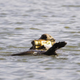 Illustration for article titled Otters Making Home Videos Of Passing Photojournalists In Monterey Bay
